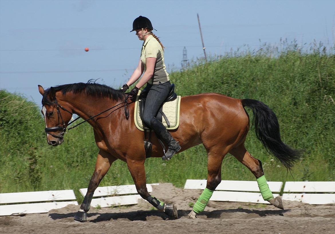 Dansk Varmblod Fight-Light - Dressur træning på banen hjemme billede 17