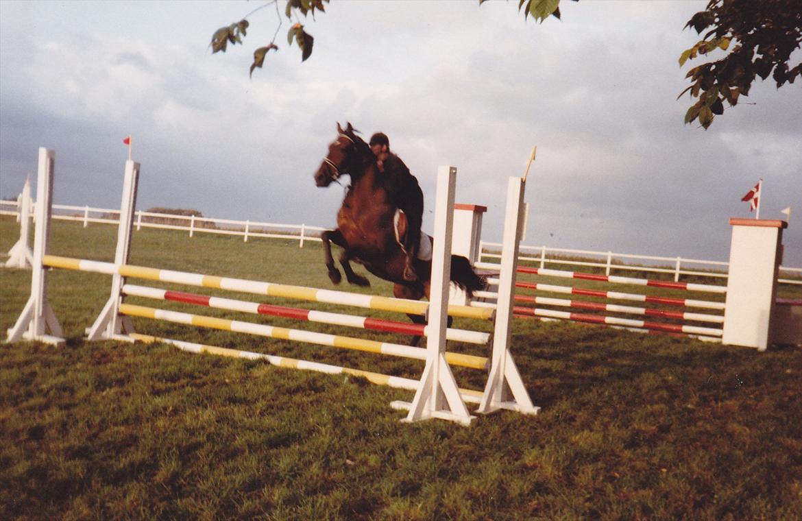 Traver Lucky billede 11