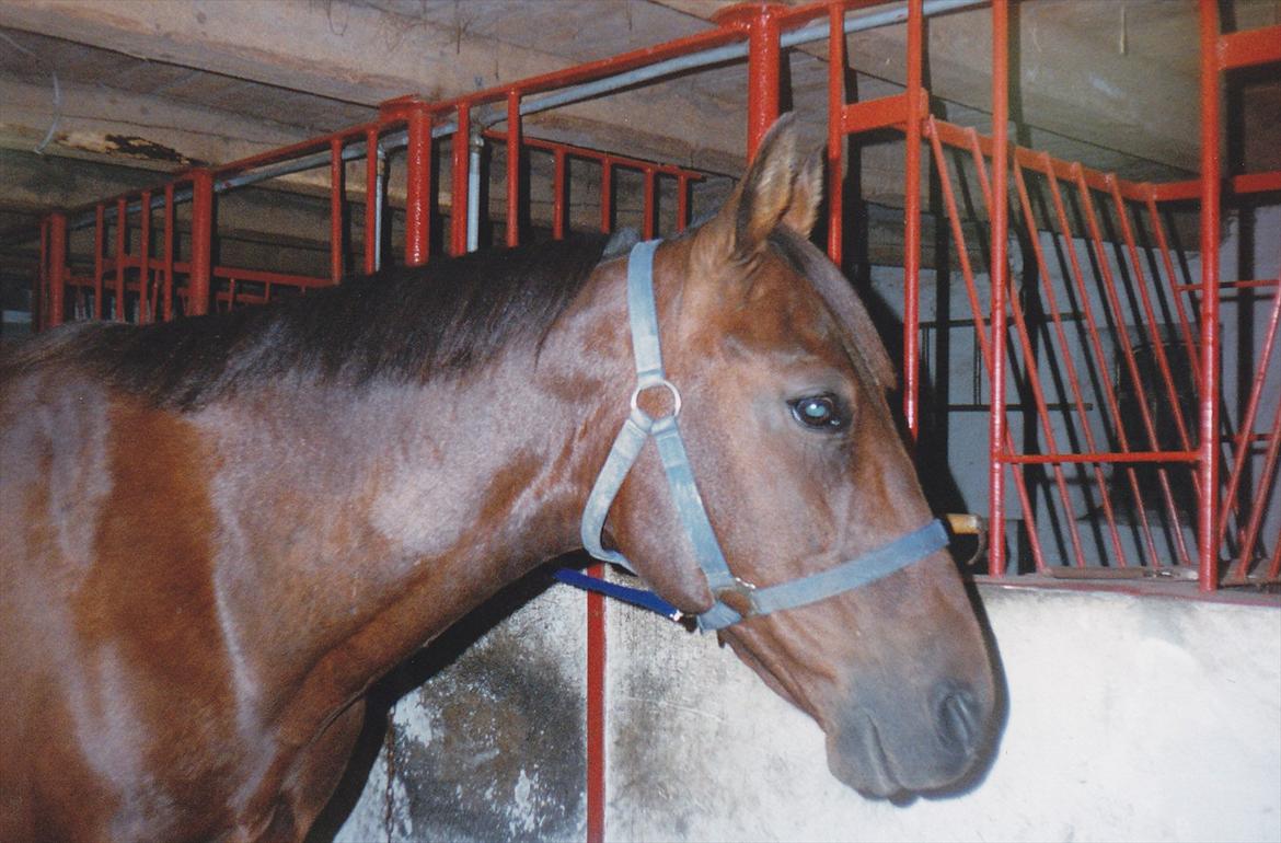 Traver Lucky billede 4