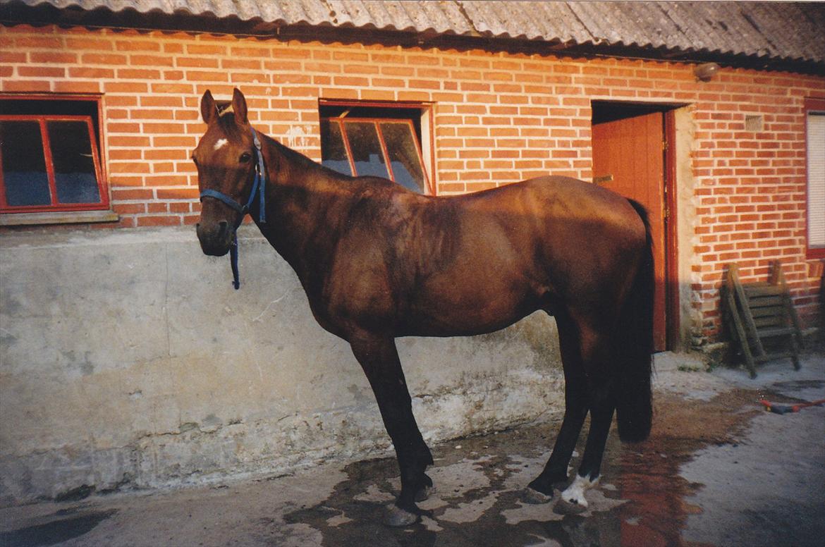 Traver Lucky billede 1