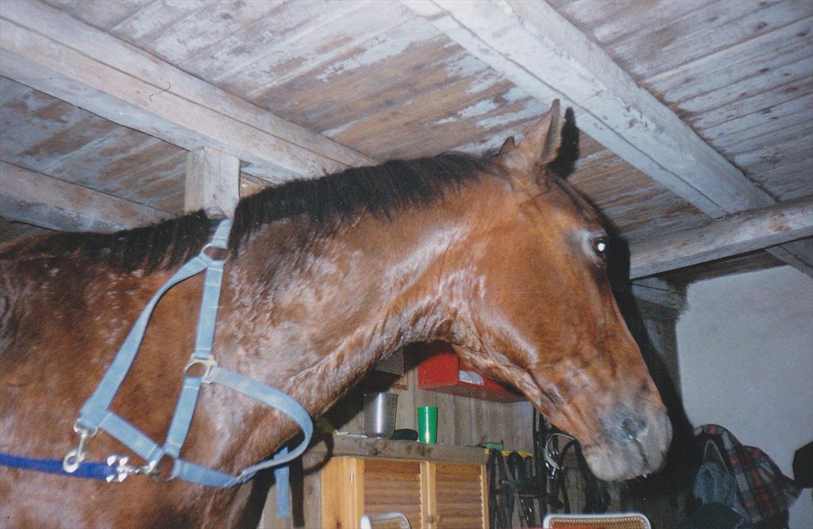 Traver Lucky billede 19