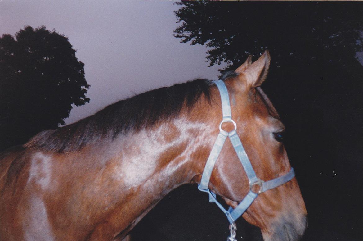 Traver Lucky billede 5