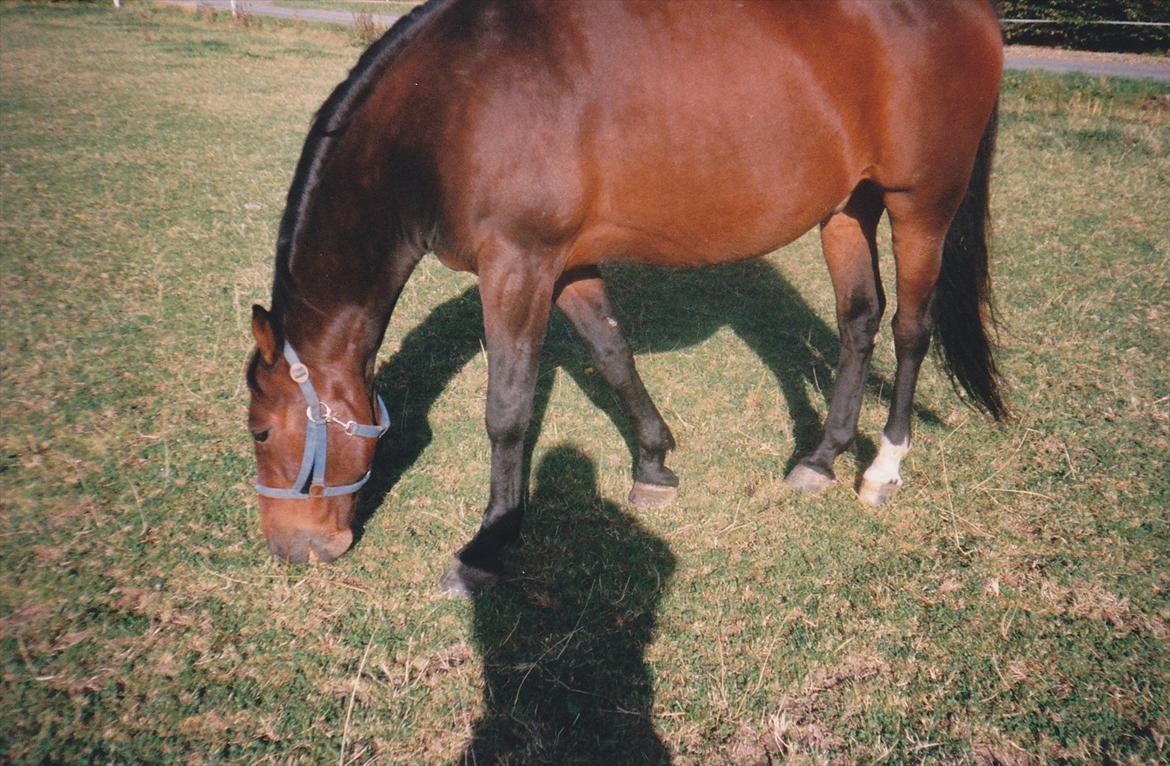 Traver Lucky billede 20