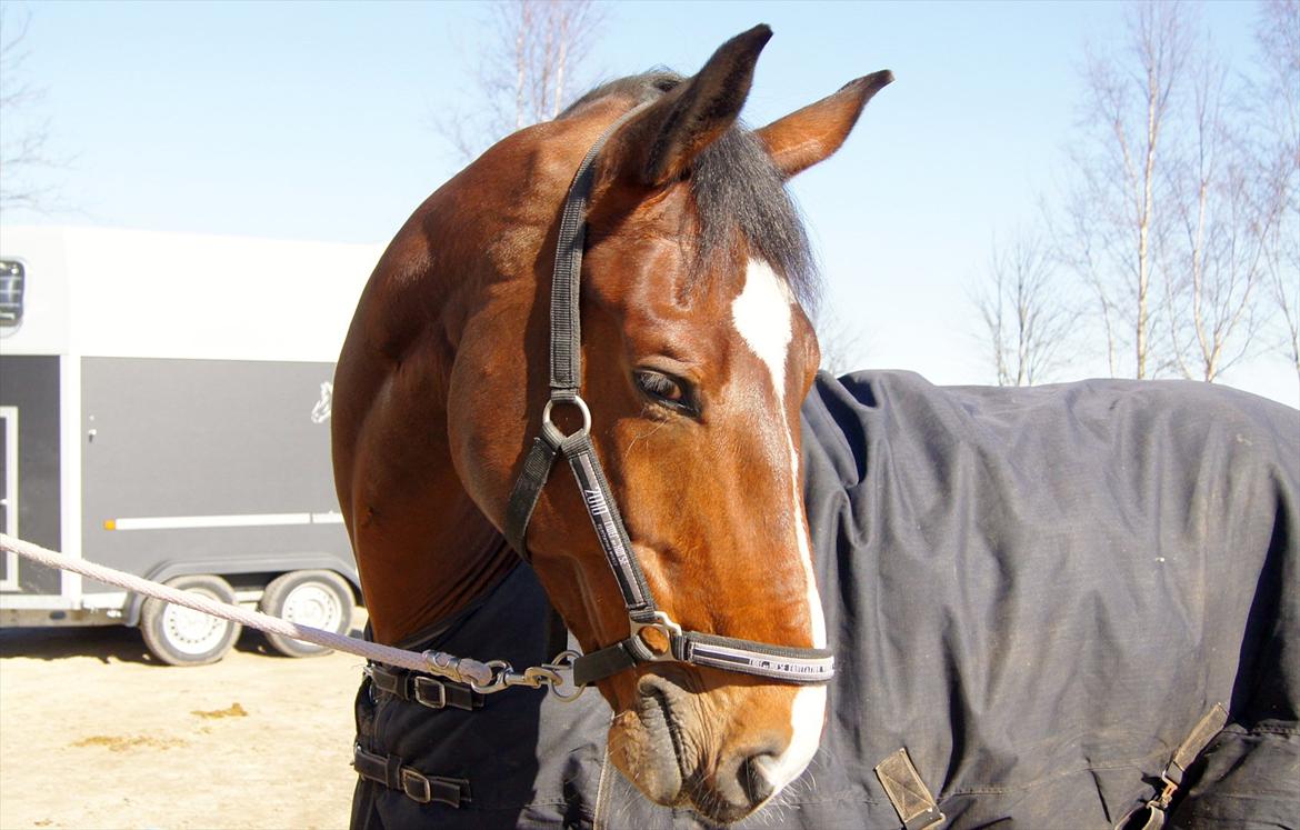 Anden særlig race Nico billede 3