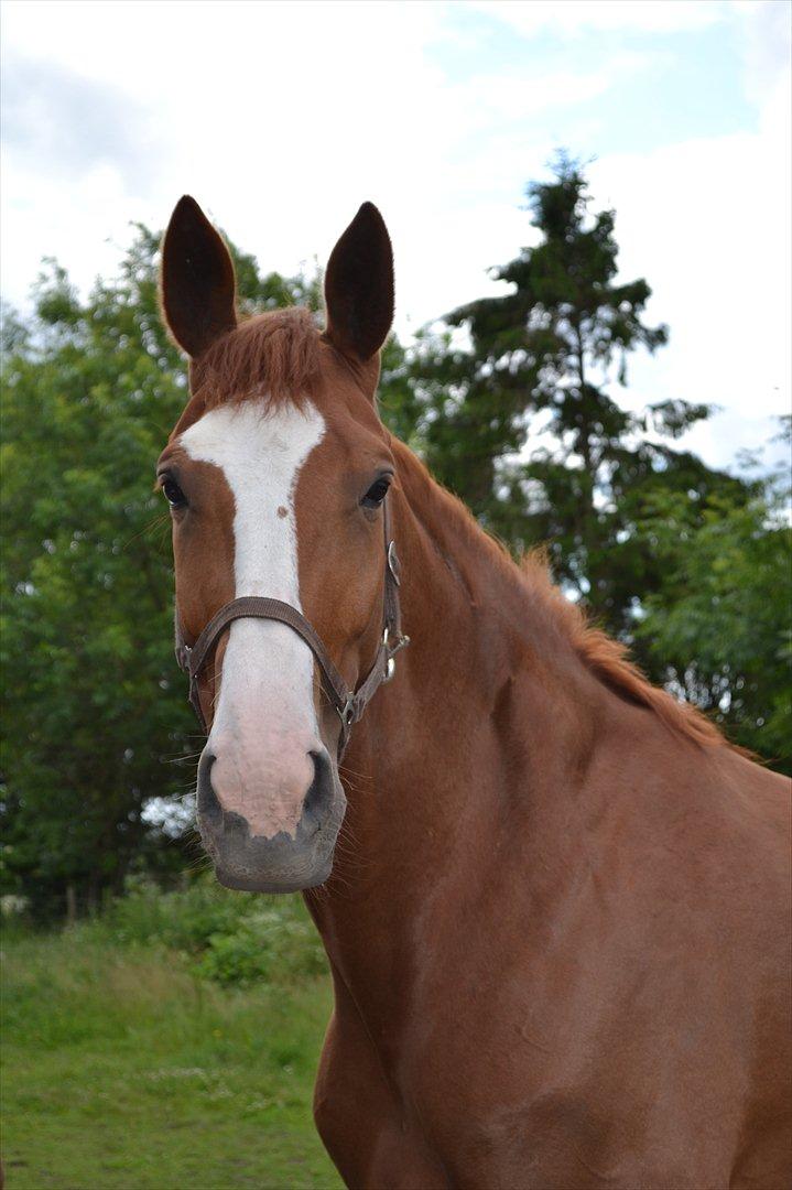 Dansk Varmblod Rosa billede 8