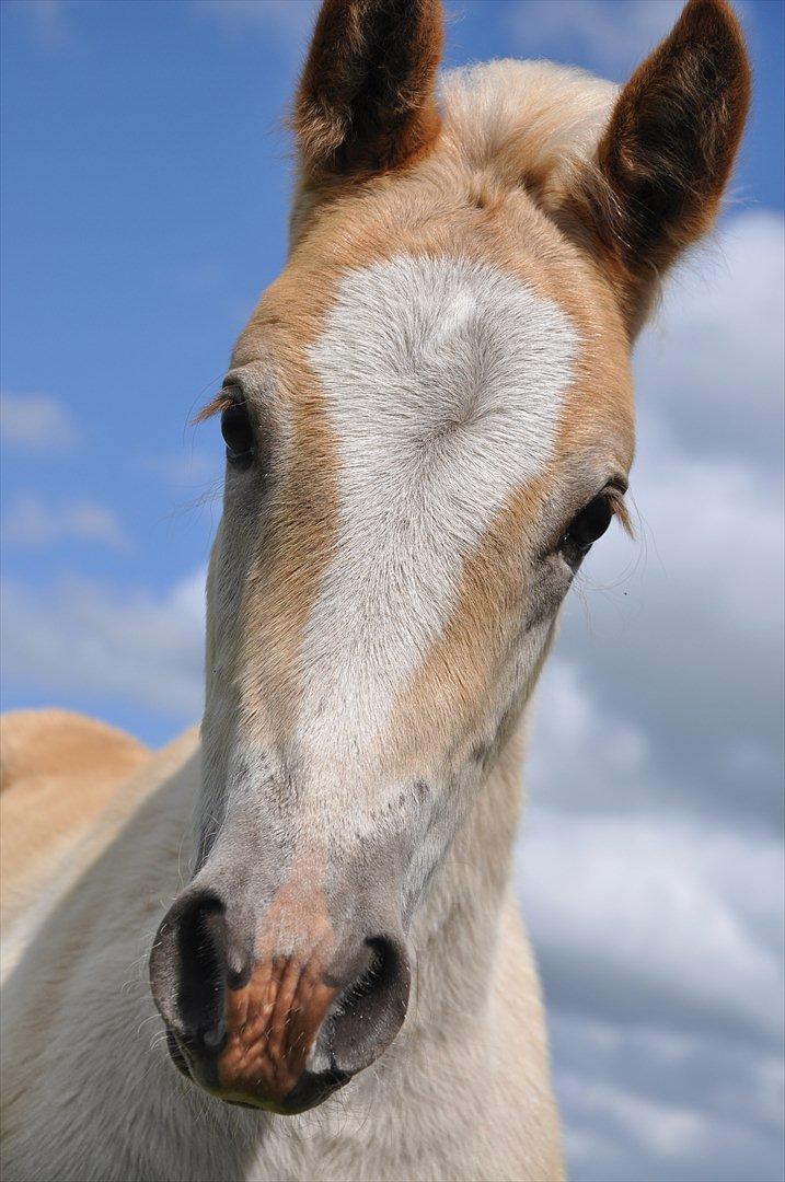 Tyroler Haflinger Atilo billede 15