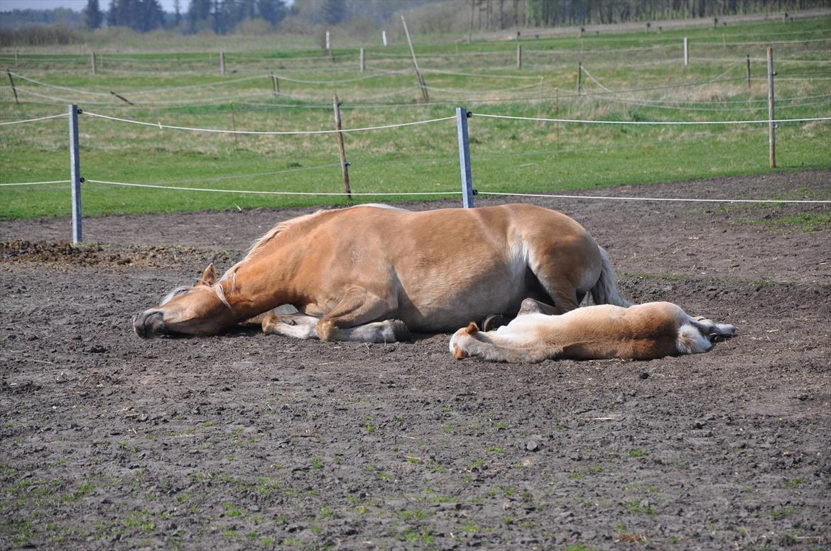 Tyroler Haflinger Atilo billede 16