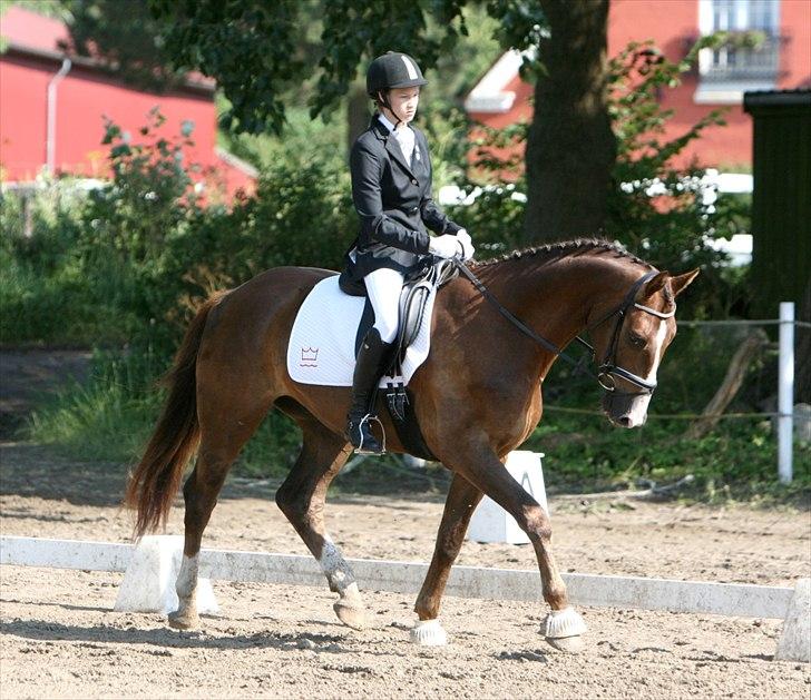 Dansk Varmblod Lobergs Nimb - Stævne. Juli 2011. billede 8