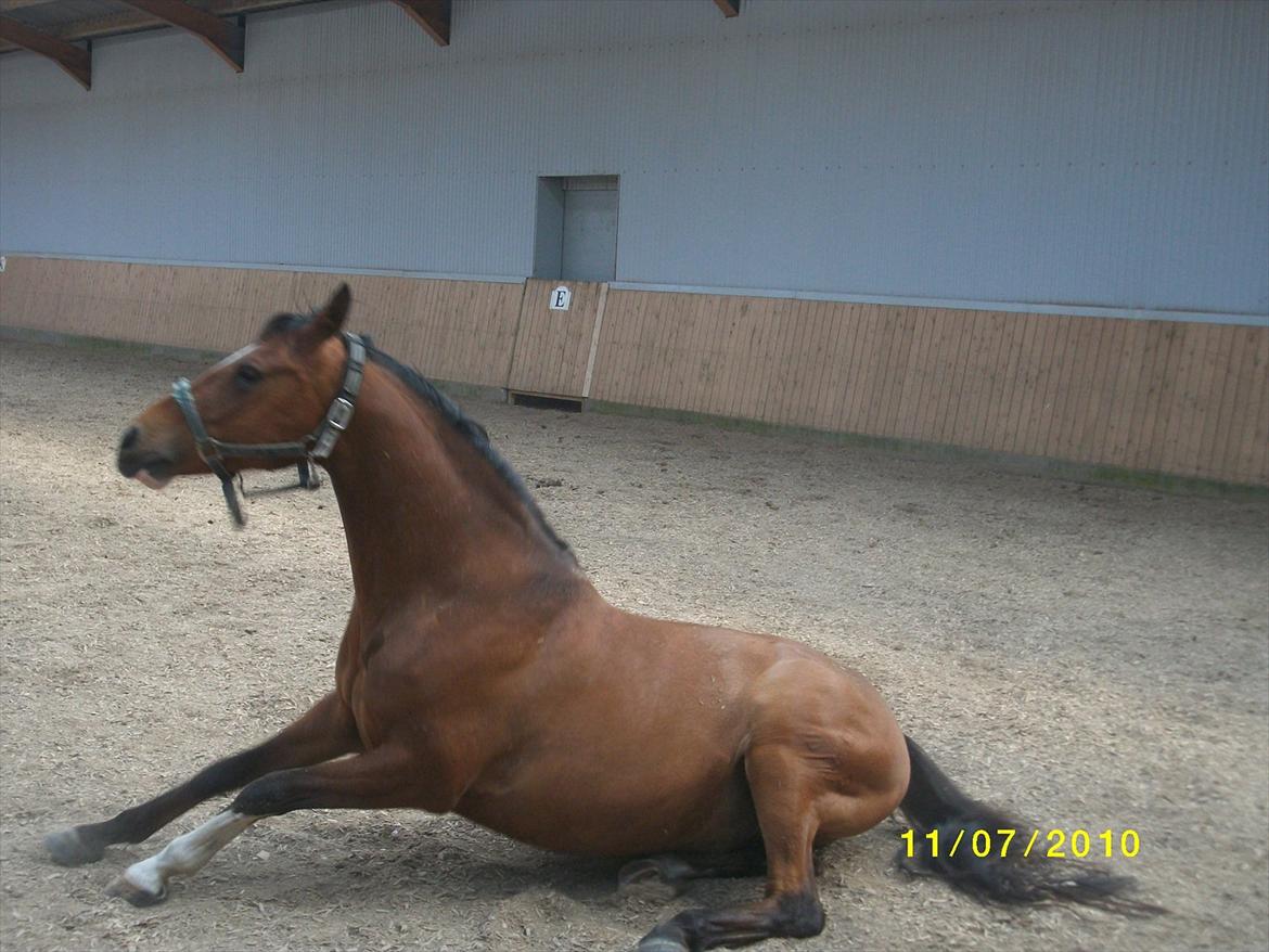 DSP zippo 'aflivet' billede 6