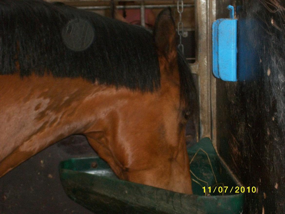 DSP zippo 'aflivet' billede 8