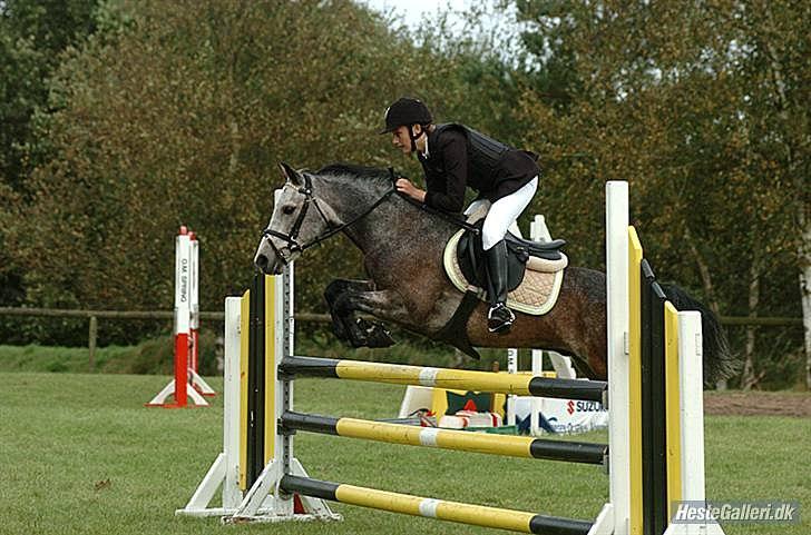 Connemara Texas Honey-Moon - Til stævne i Viborg Foto: photo-corner (købt) billede 3