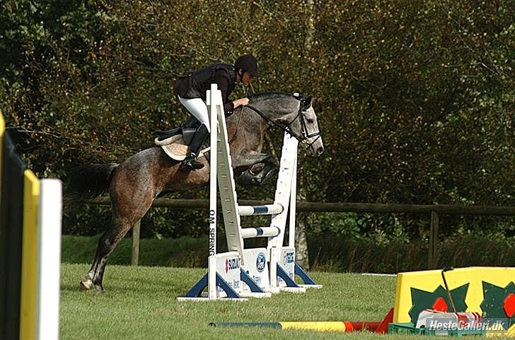 Connemara Texas Honey-Moon - Til stævne i Viborg Foto: photo-corner (købt) billede 5