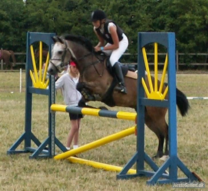 Connemara Texas Honey-Moon - Til pony-uge i Hammerum Foto: Jeff Henriksen billede 7