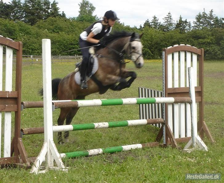 Connemara Texas Honey-Moon - Ridejlejr hos Stald Grauff Foto: Karoline Jespersen billede 9