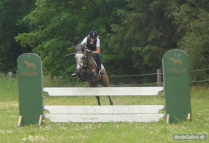 Connemara Texas Honey-Moon - Ridejlejr hos Stald Grauff Foto: Karoline Jespersen billede 13