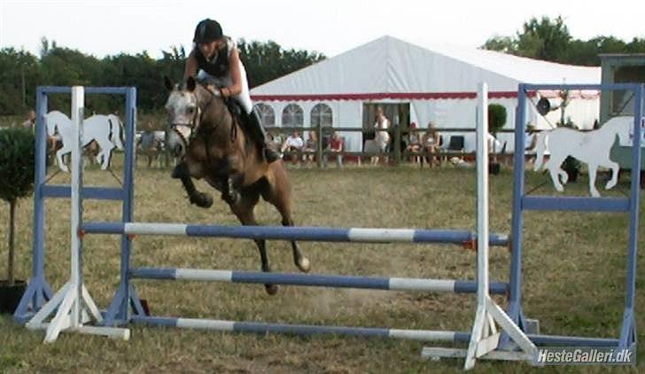 Connemara Texas Honey-Moon - Til pony-uge i Hammerum Foto: Jeff Henriksen billede 11