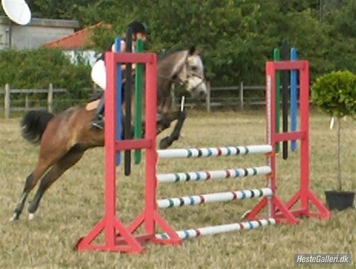 Connemara Texas Honey-Moon - Til pony-uge i Hammerum Foto: Jeff Henriksen billede 15