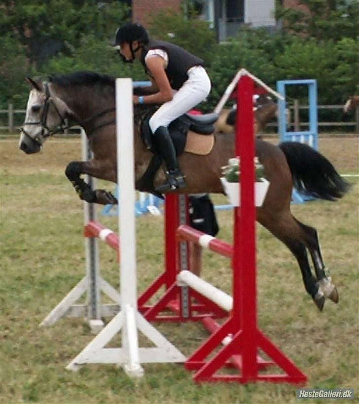 Connemara Texas Honey-Moon - Til pony-uge i Hammerum Foto: Jeff Henriksen billede 16