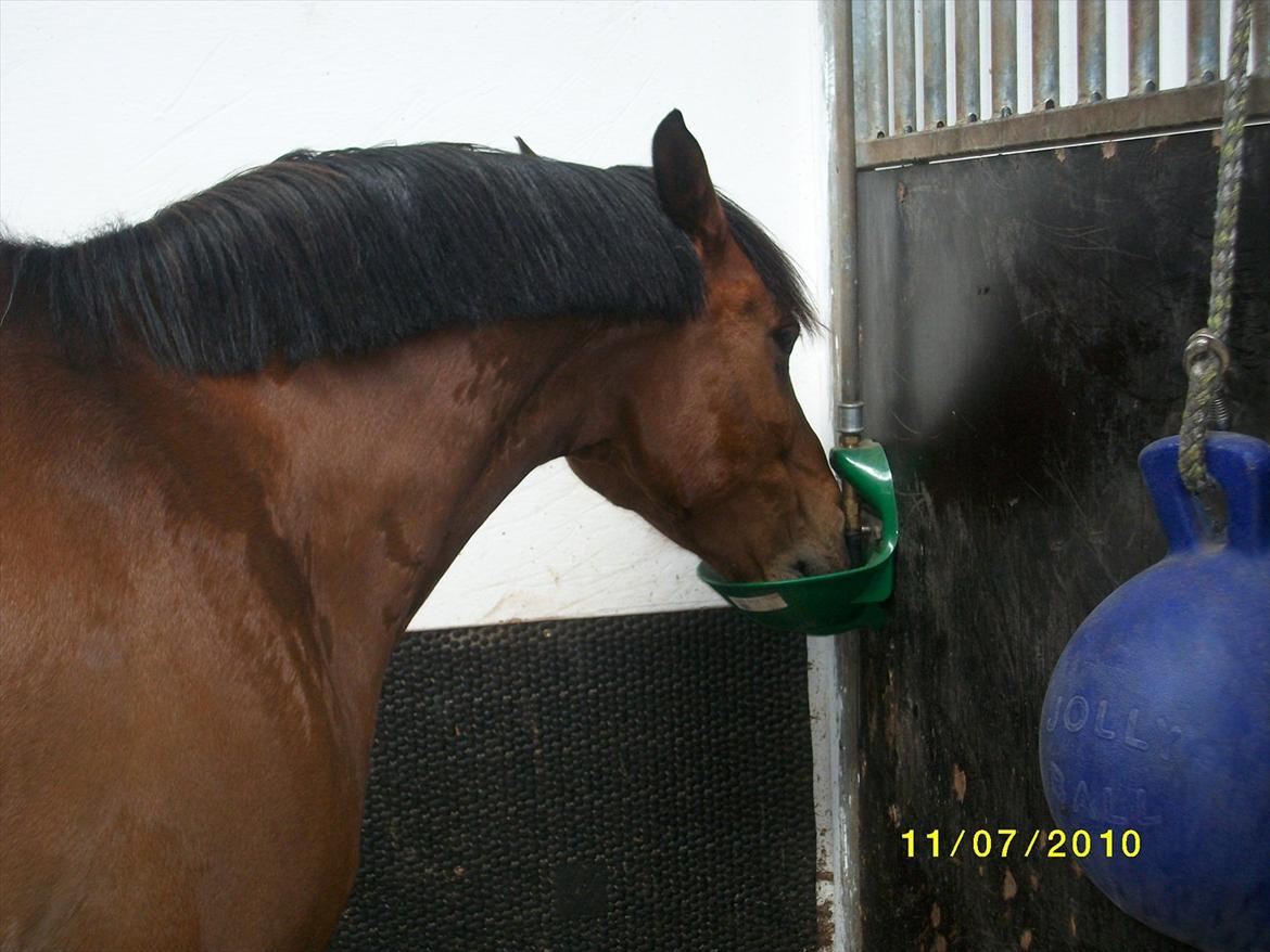 DSP zippo 'aflivet' billede 9