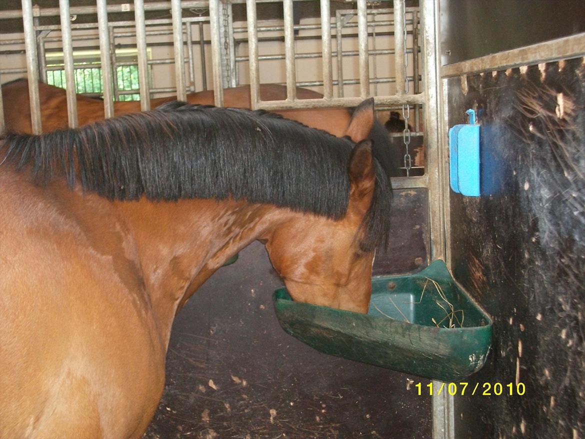 DSP zippo 'aflivet' billede 10