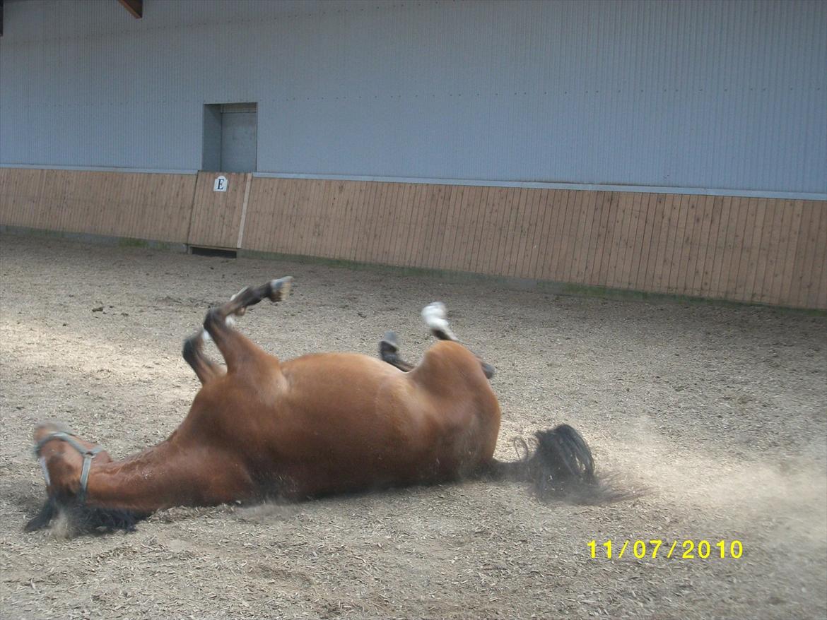 DSP zippo 'aflivet' billede 11