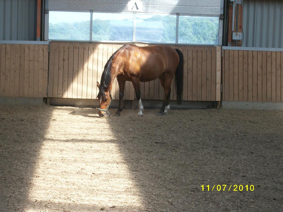 DSP zippo 'aflivet' billede 12