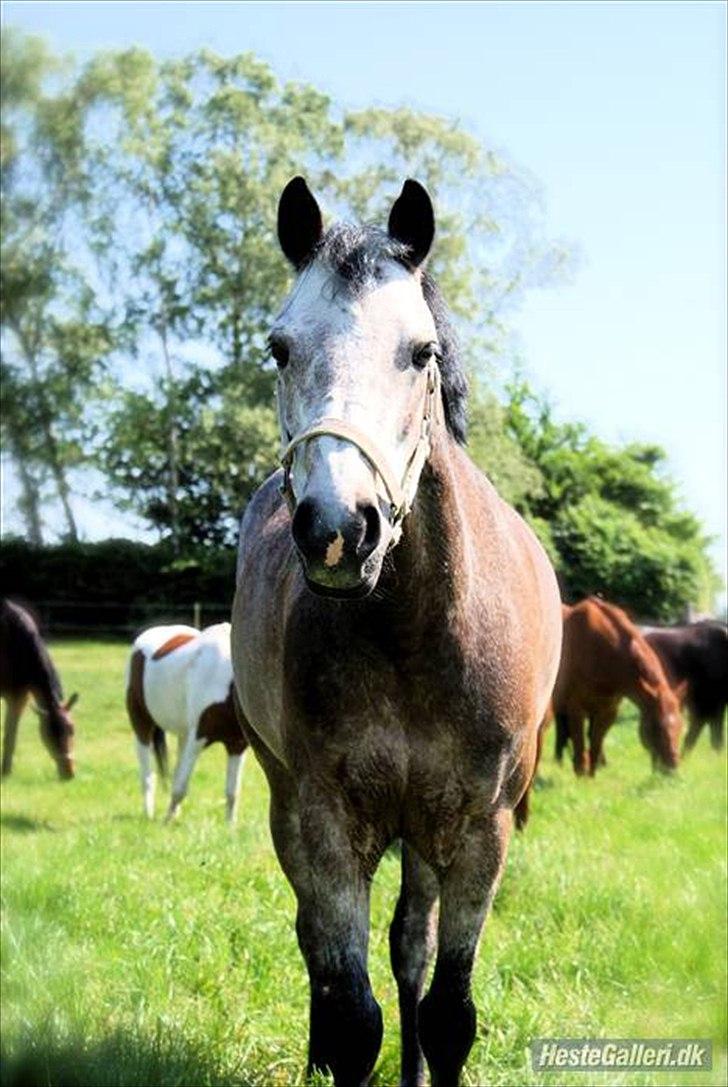 Connemara Texas Honey-Moon - SMUKKE ;D <3 billede 4