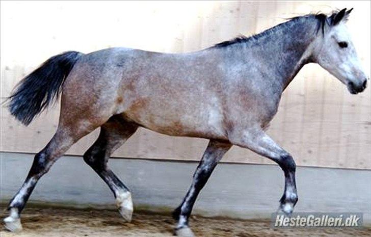 Connemara Texas Honey-Moon - Tak fordi du kiggede med :) billede 17