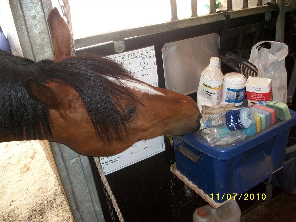 DSP zippo 'aflivet' billede 13