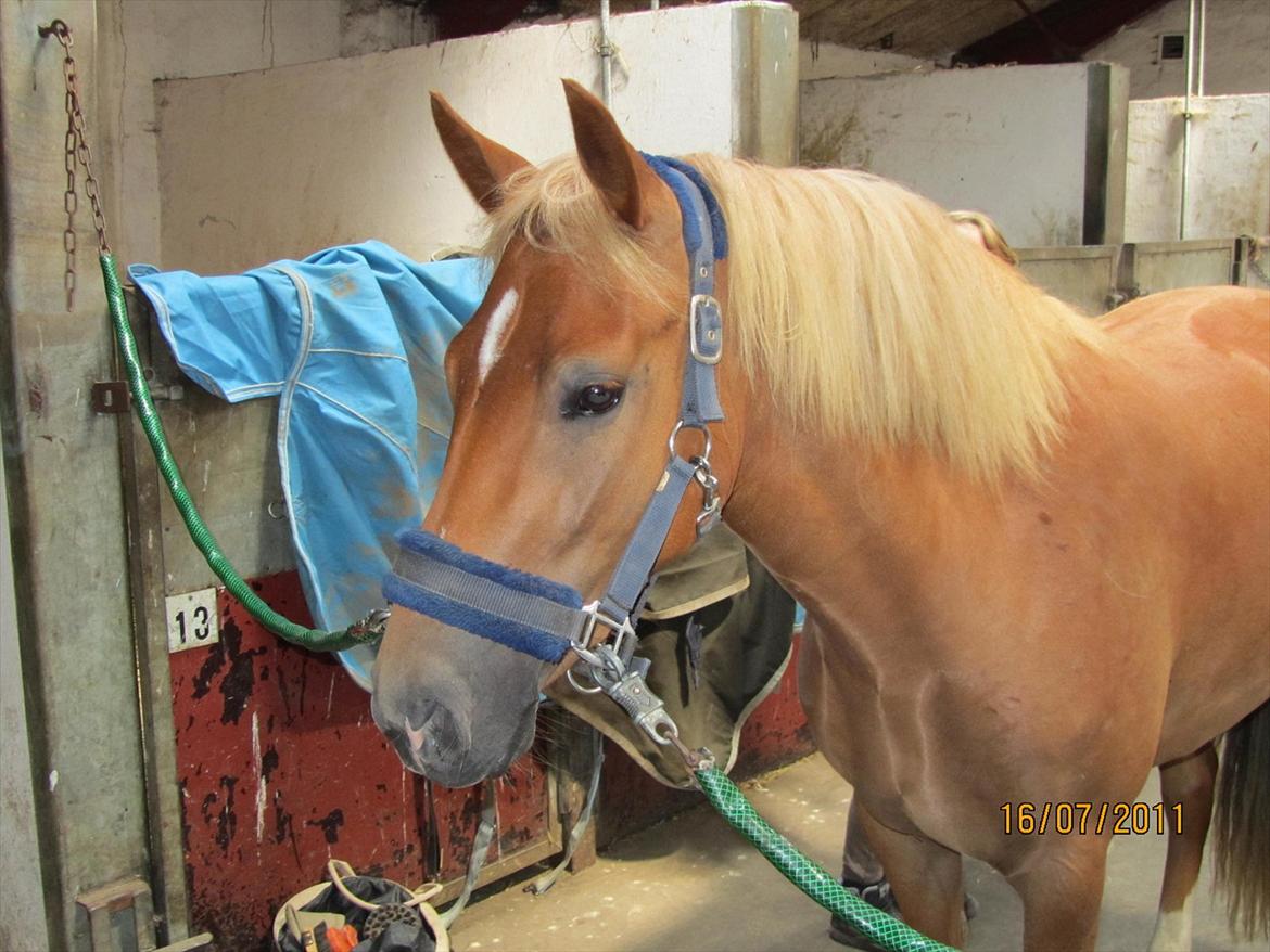 New Forest Kjantes valentijn Isabella <3  billede 8