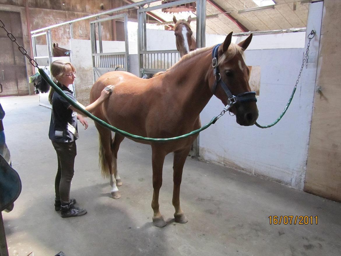 New Forest Kjantes valentijn Isabella <3  billede 9