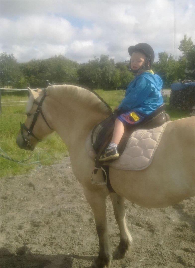 Fjordhest Skovsgårds Tronja - Nichlas 3 år får en ridetur billede 8