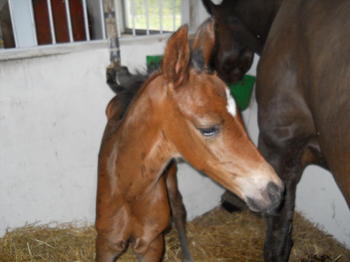 Dansk Varmblod Kashmir z billede 1