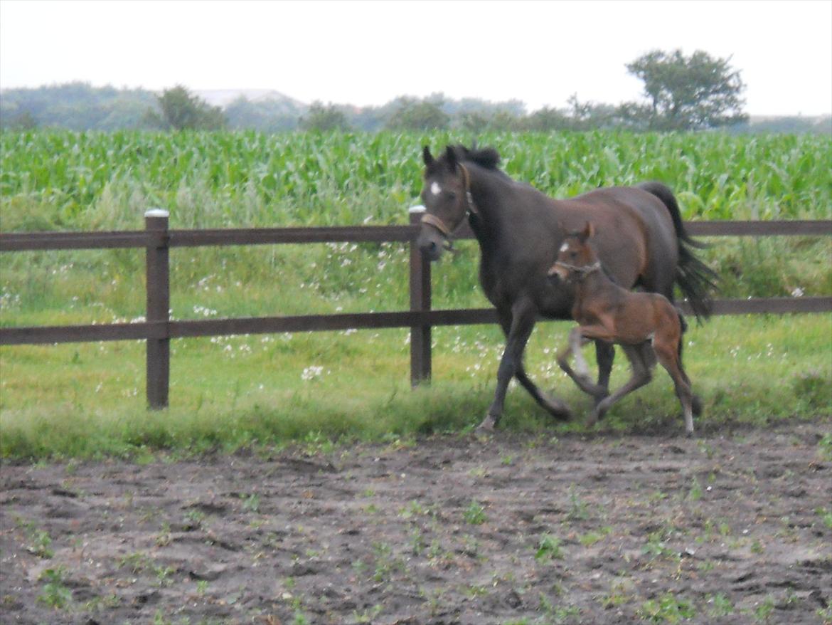 Dansk Varmblod Kashmir z billede 2