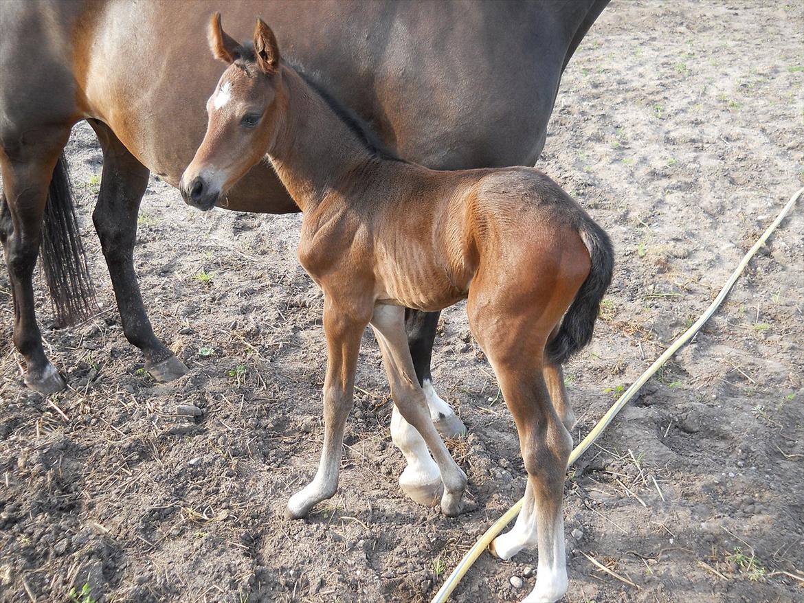 Dansk Varmblod Kashmir z - Første gang ude billede 3