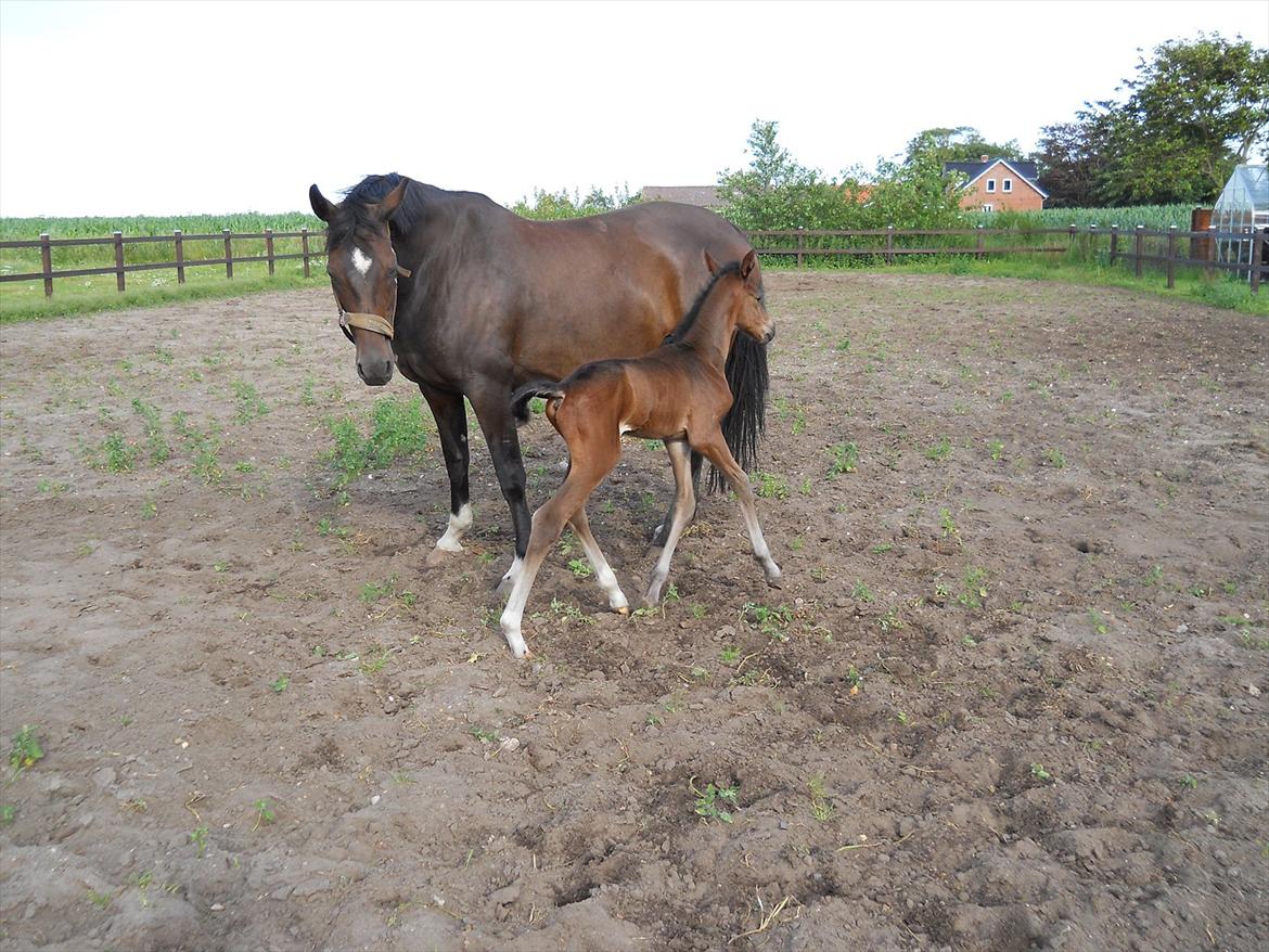 Dansk Varmblod Kashmir z billede 4