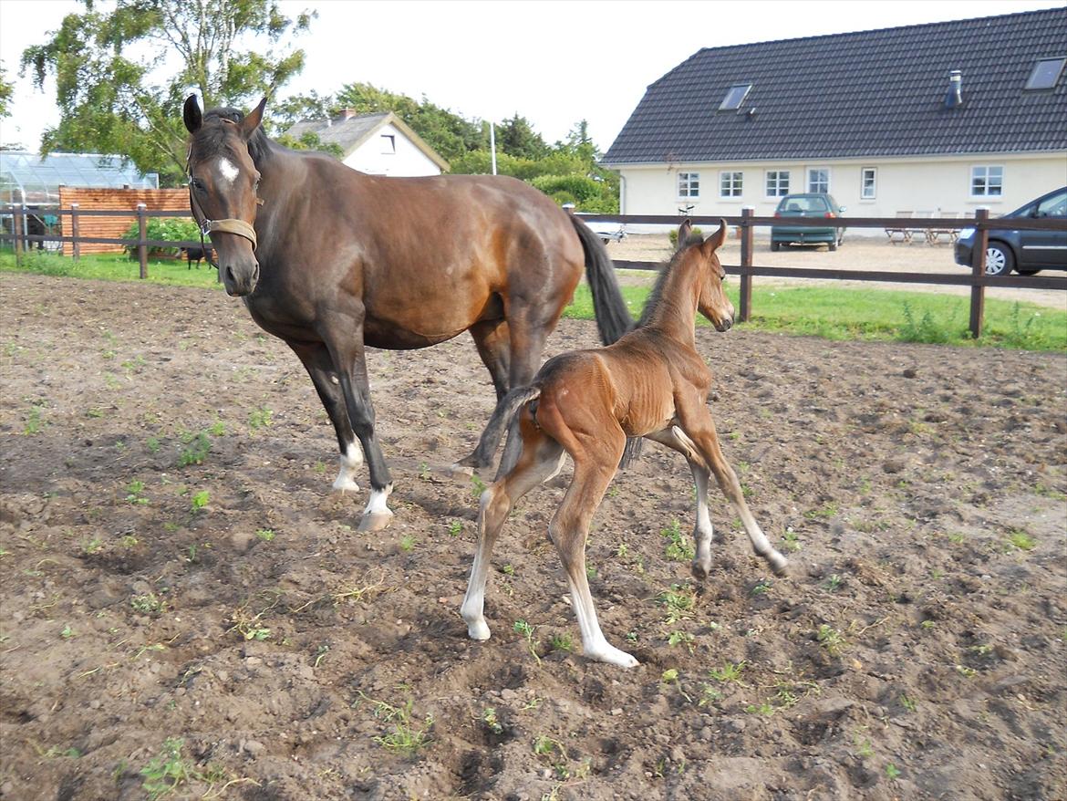 Dansk Varmblod Kashmir z billede 5
