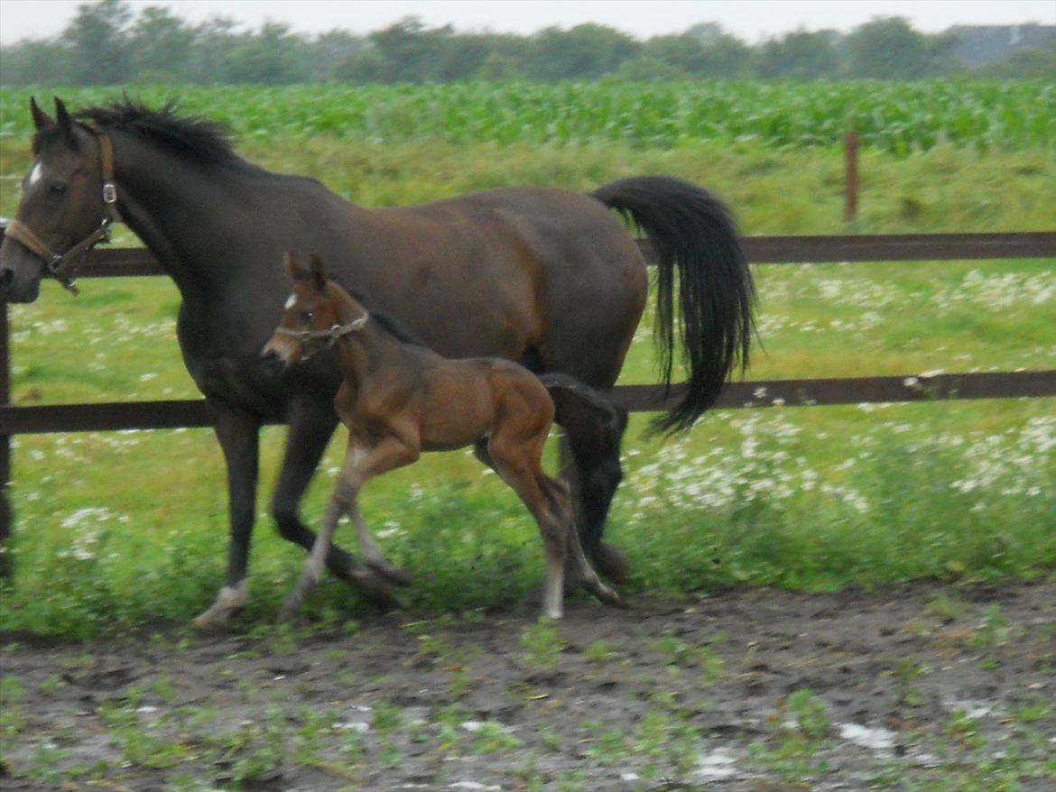 Dansk Varmblod Kashmir z billede 6