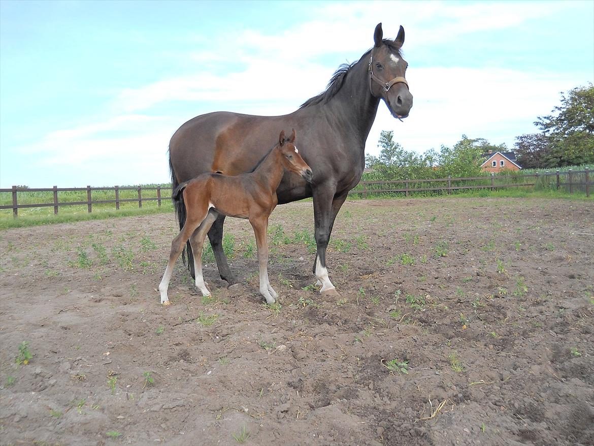 Dansk Varmblod Kashmir z billede 7