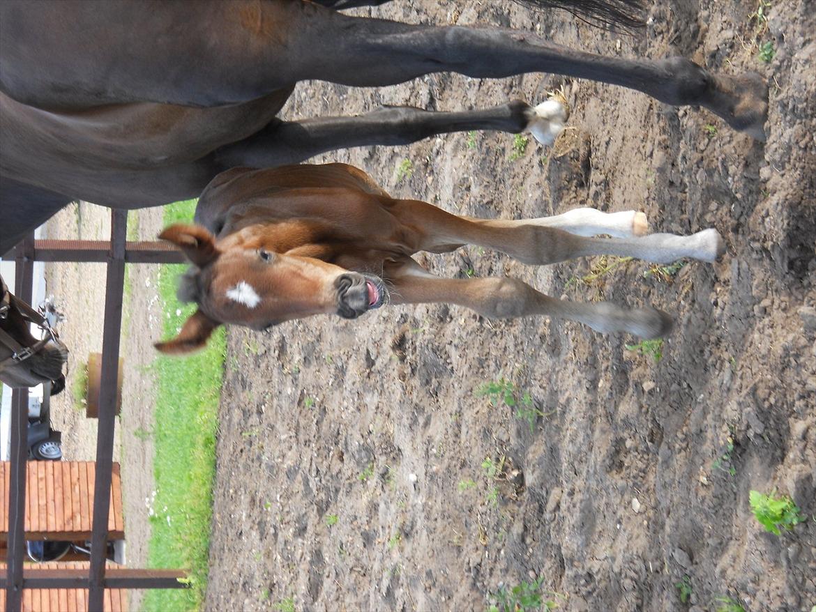 Dansk Varmblod Kashmir z billede 8