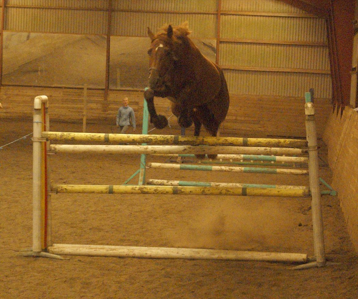 Dansk Varmblod Lana Leth  - Lana hopper 155 cm !!! billede 9