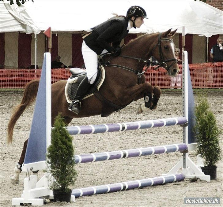 Hollandsk Sportspony Maloes billede 3