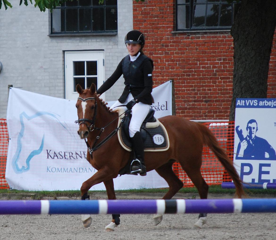 Hollandsk Sportspony Maloes billede 9