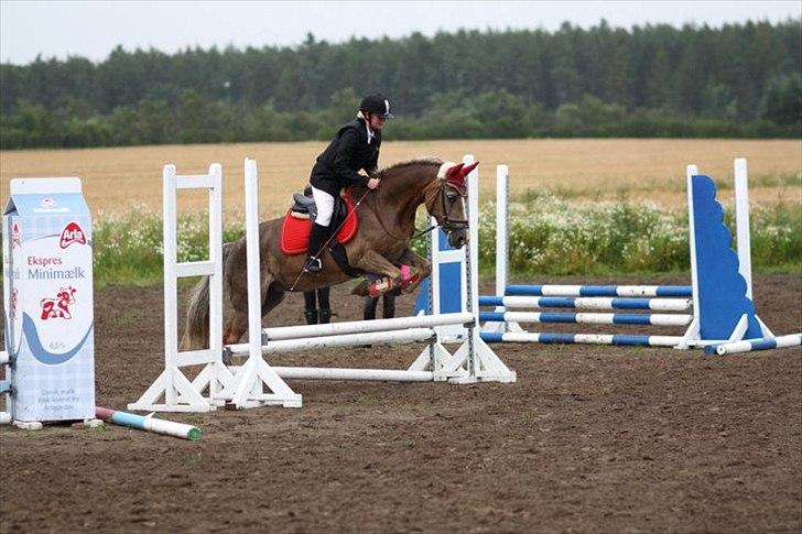 Haflinger Valerie - Sidste stævne på hende 2011 ~ 60 cm og fejlfri. billede 1