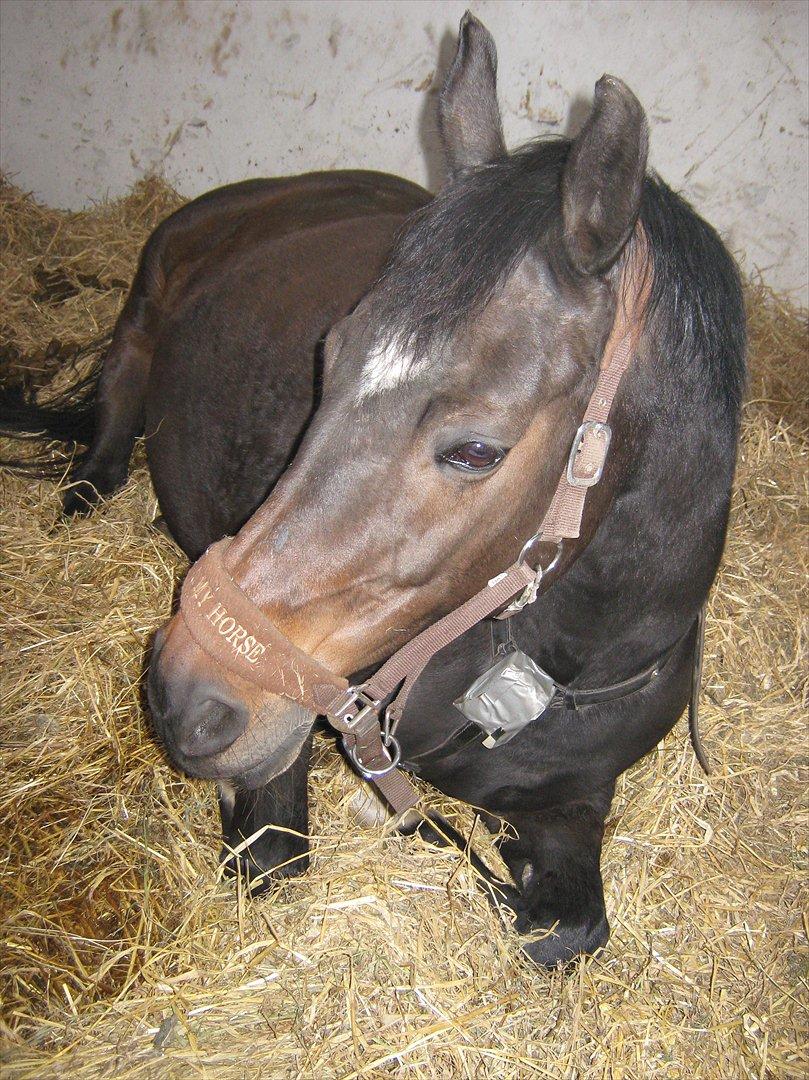 Dansk Varmblod Romance billede 3