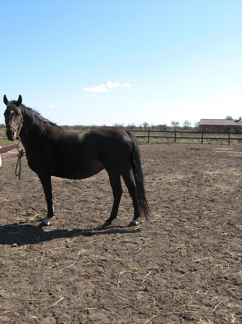 Dansk Varmblod Romance billede 9