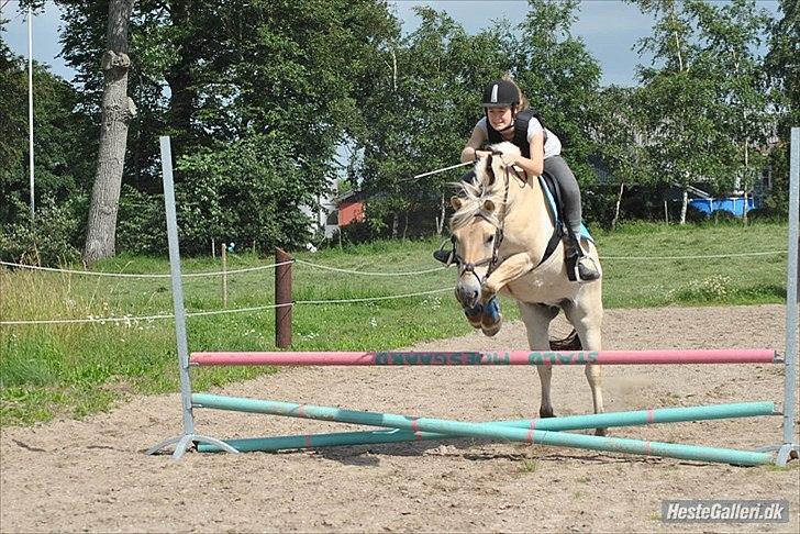 Fjordhest Morten (Bøllefrø) - Ridelejr på Moesgaard 2011.
MSP foto  billede 5