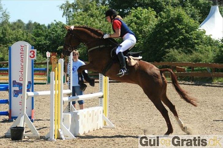Hollandsk Varmblod | Lariemke | - fra gamle ejer billede 2