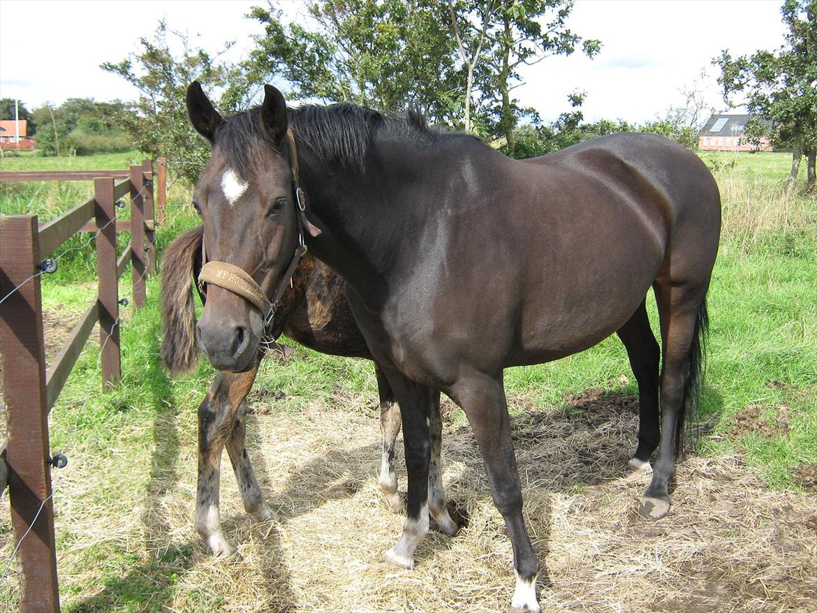 Dansk Varmblod Romance billede 11