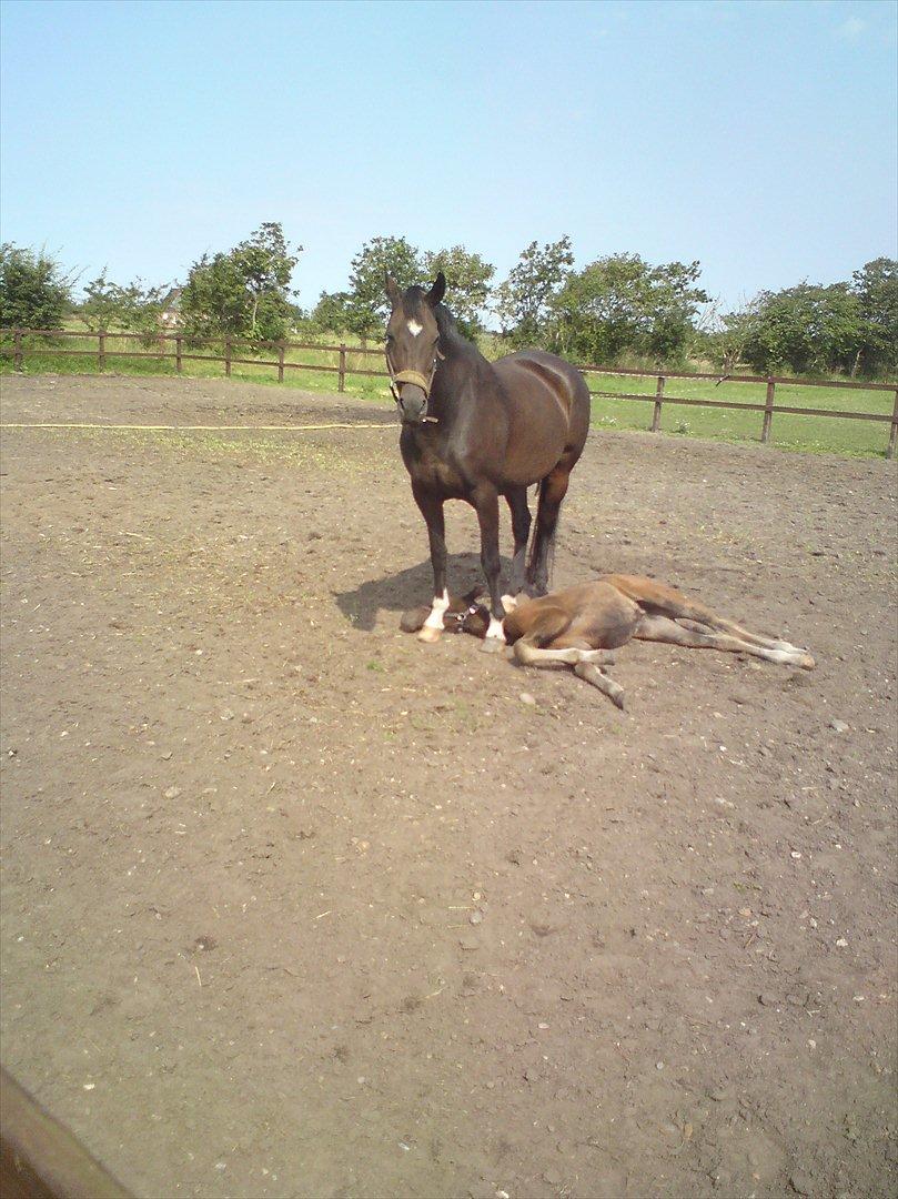 Dansk Varmblod Romance billede 13